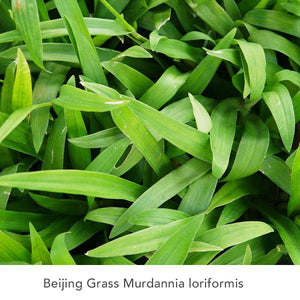 Infusion Tea with Beijing Grass Murdannia loriformis Extract (30 g.)  20 Servings